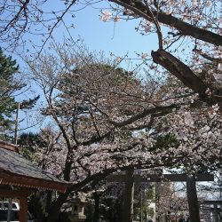 沼津の桜5分咲き