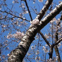 沼津の桜5分咲き